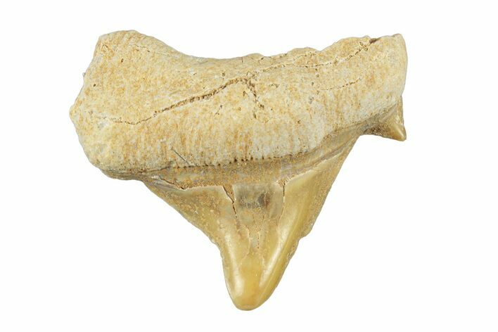 Pathological Otodus Shark Tooth - Morocco #252477